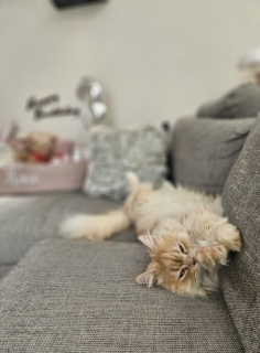 �C�����悳���[����