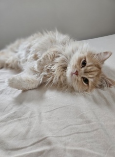 �����ɁA3�΂ɂȂ�