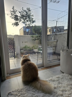 ����̍r�ꂽ�e���X��