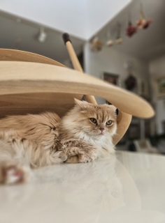 ���āA�����̗\���