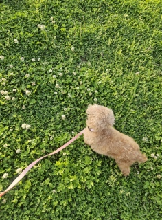 �����R�̋��鐶��