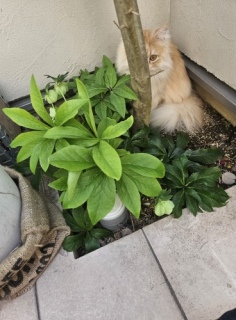 ������Ƃ���