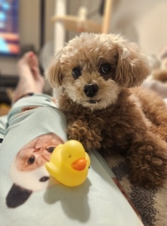 ������Ԓ���