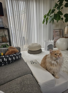 �����Q�^�C��