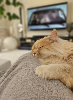 �s���N��