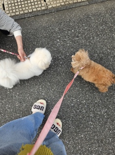 ���̂��U��