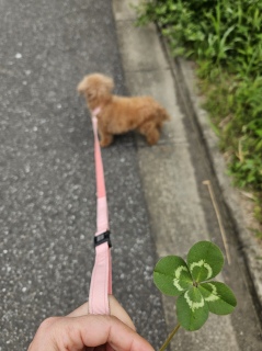 �l�t�̃N���[�o�[