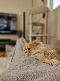 �ߑO���̓�x�Q