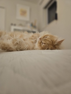 ���₷�݂Ȃ���