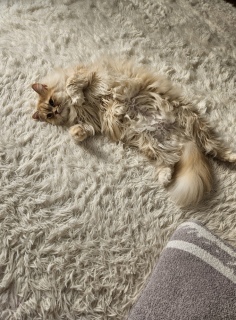 �s���N�V�����v�[