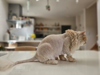 ���C�I��?�s���N