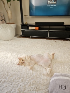 ���āA����͑����Q�Ă݂邩��