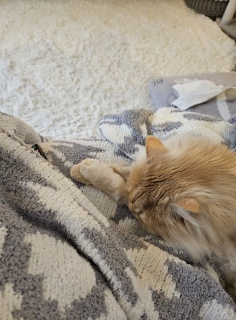 �т����肵���I