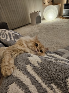 �ŋ߂Ƃɂ���