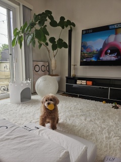 �e�f�B�����ł�