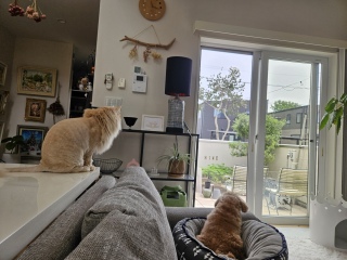 �s���N�ƃe�f�B�����