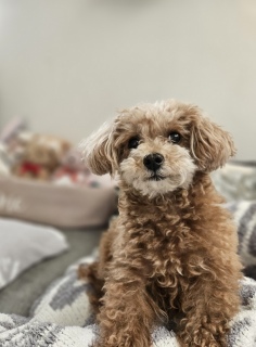 �����̓V�����v�[���悤