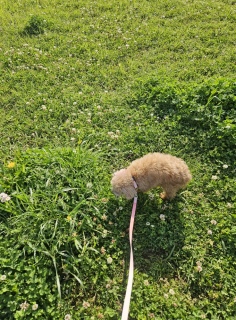 ���̂��U��