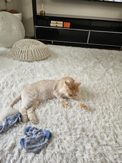 �����A�A�A