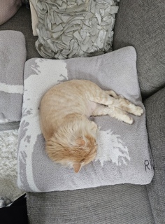 �ړ����Ă�