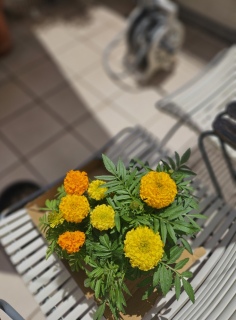 �}���[�S�[���h