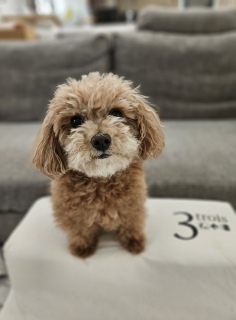 �e�f�B�����before