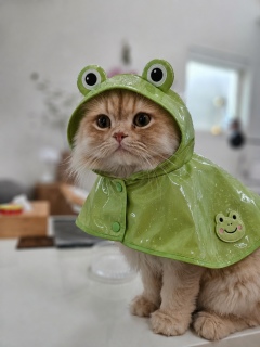 �т����肵���[