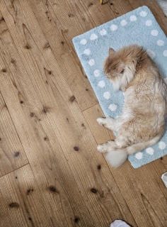 ���ꂩ��