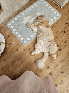 �C�����悳���[���