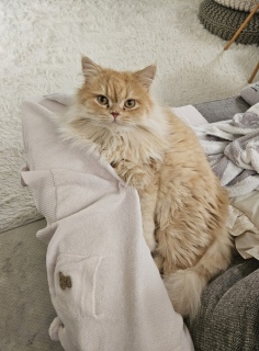 �ł�������Ȃ���