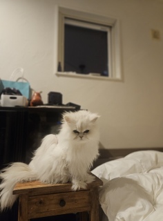 �V���[�[�[�[�[