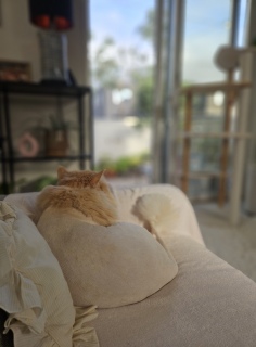 �����́A�{�[�b�Ƃ���