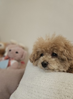 �܂��A�A�肽���Ȃ��炵��