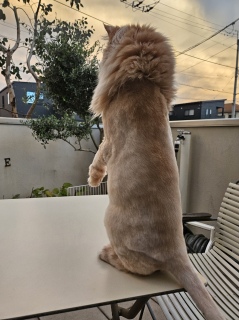 ���C�I���s���N