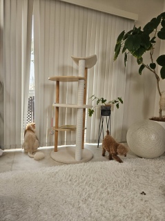 �ˑR������